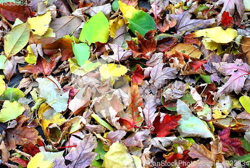 Image of Autumn leaves.