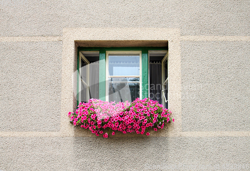 Image of Open window decorated with bright pink petunia flowers