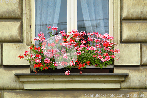 Image of Window with beautiful bright flowers 