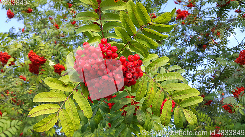 Image of Branches of mountain ash with bright red berries