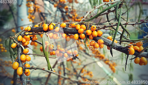 Image of Branch of ripe bright autumn sea buckthorn berries