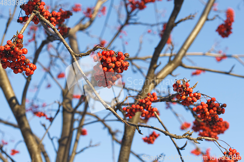 Image of Branches of mountain ash (rowan) with bright red berries