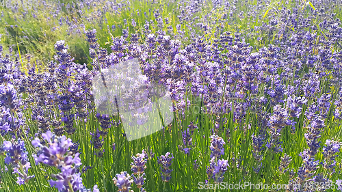 Image of Beautiful blooming lavender in summer