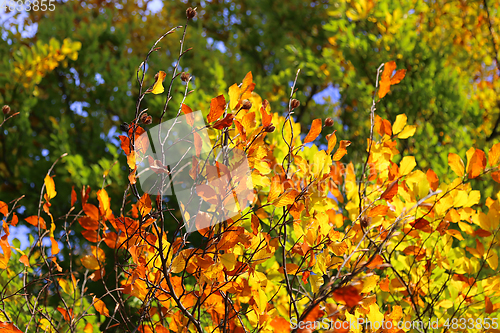 Image of Bright autumn branches glowing in sunlight