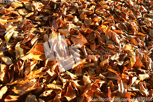 Image of Natural autumnal background with bright fallen leaves