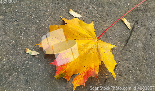 Image of Bright autumn maple leaf on the pavement