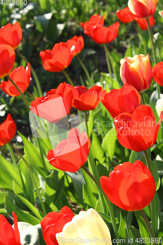 Image of Beautiful bright tulips 