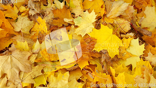 Image of Yellow autumn background from fallen foliage of maple