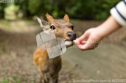 Image of Feeding deer