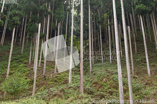 Image of Forest