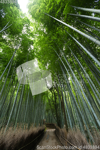 Image of Bamboo forest at Arashiyama