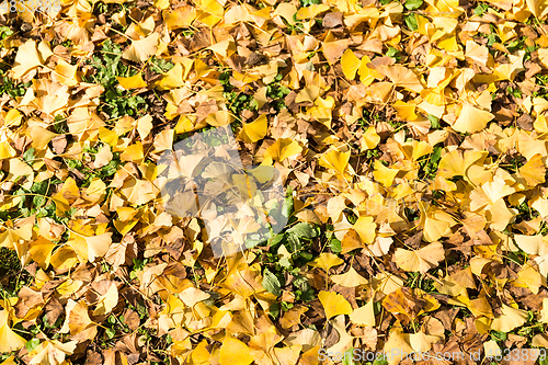 Image of Ginkgo leaves