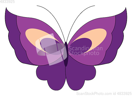 Image of A purple butterfly vector or color illustration