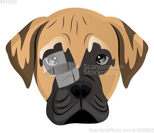 Image of Mastiff illustration vector on white background