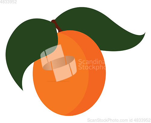 Image of Clipart juicy apricot fruit with two leaves vector or color illu