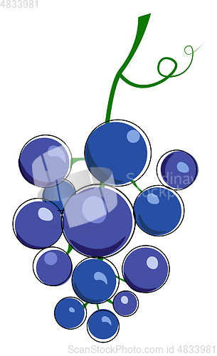 Image of Cluster of blue grape with tendril illustration vector on white 