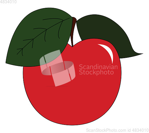 Image of A Fresh Red apple vector or color illustration