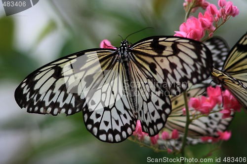 Image of Rice Paper butterfly (Idea leuconoe)