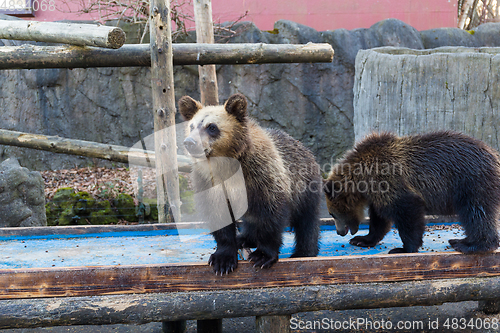 Image of Little bear in zoo