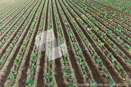 Image of Green plant on the field