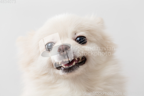 Image of White Pomeranian barking