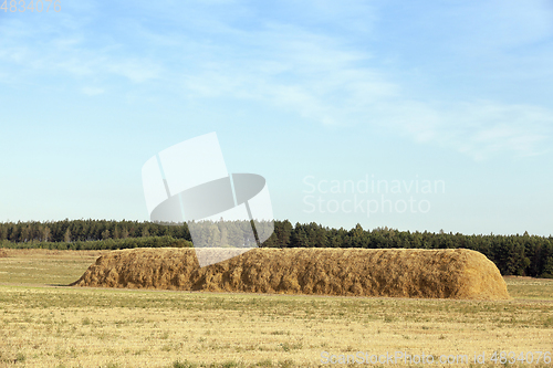 Image of Field harvested wheat crop