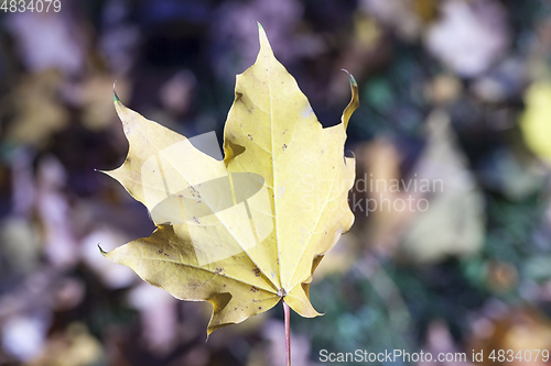 Image of Yellow foliage, autumn