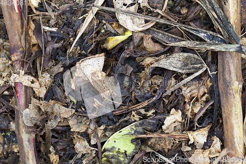 Image of rotten leaves beetroot