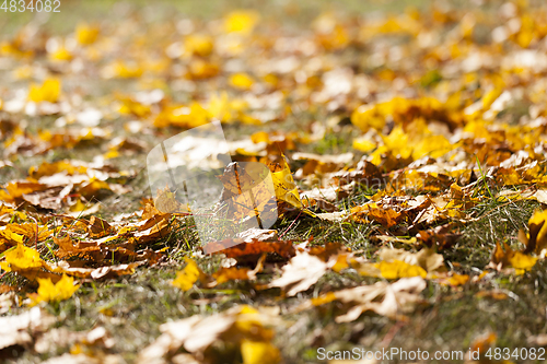 Image of leaves in autumn park