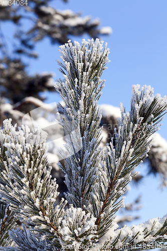 Image of Tree with frost