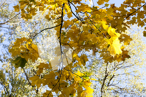 Image of Yellow maple foliage