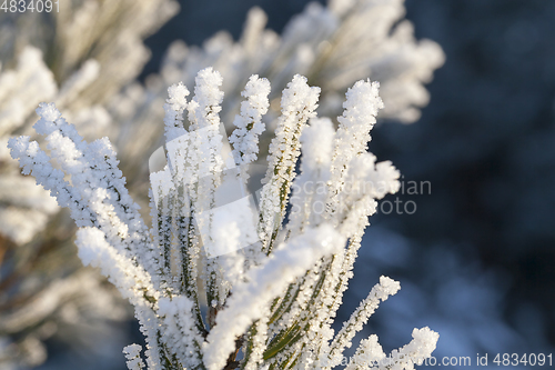 Image of Pine in a frost