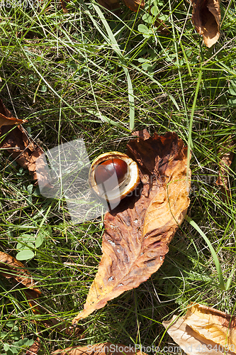 Image of Leaves on the grass