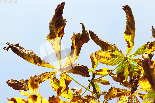 Image of drying leaves of chestnut