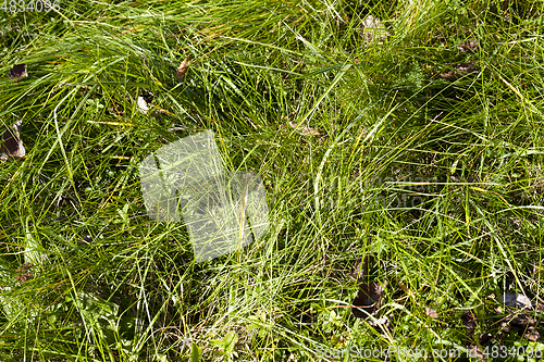 Image of Green grass, close-up