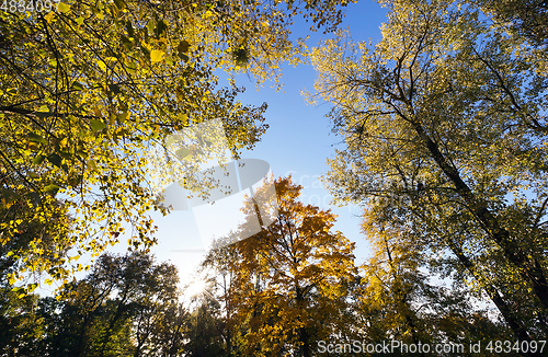 Image of yellowed maple trees in autumn