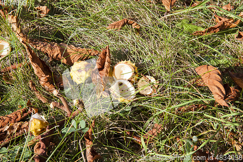 Image of nuts Chestnut autumn