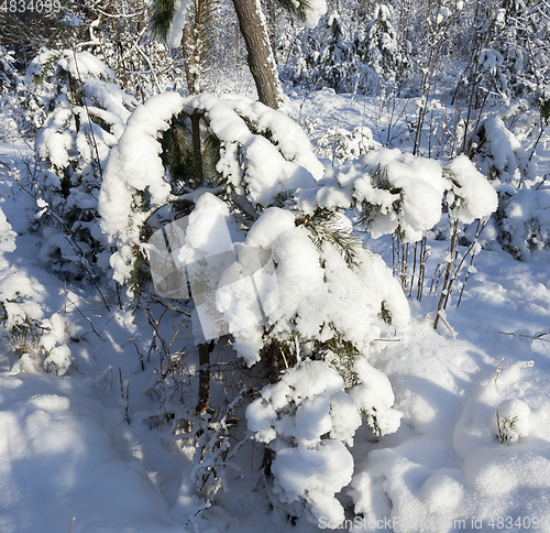 Image of Trees in winter