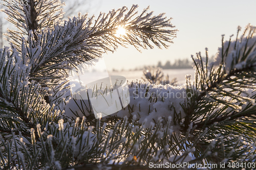 Image of Pines in the rime