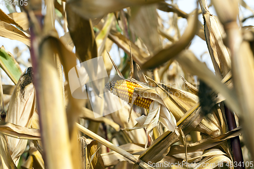 Image of Field corn, agriculture