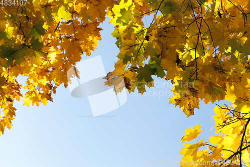 Image of yellowed maple trees in the fall