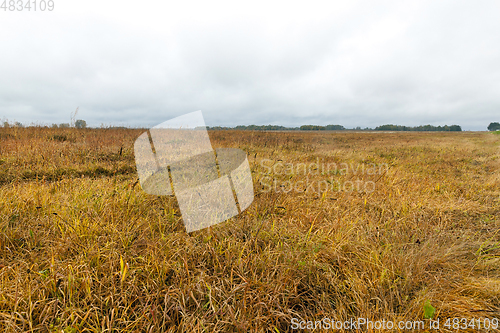 Image of yellowed grass, autumn