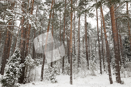 Image of Winter landscape, snowfall