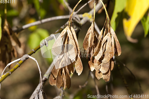 Image of maple seeds fall