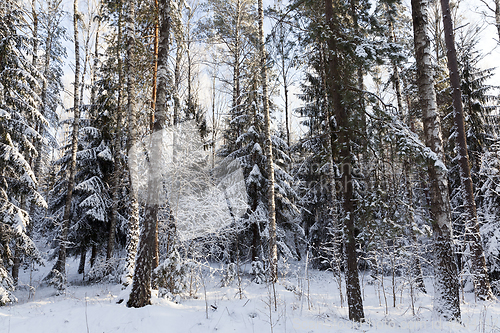 Image of Trees in winter