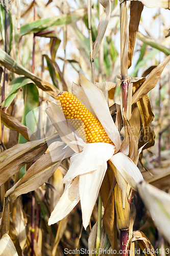 Image of agricultural field with corn