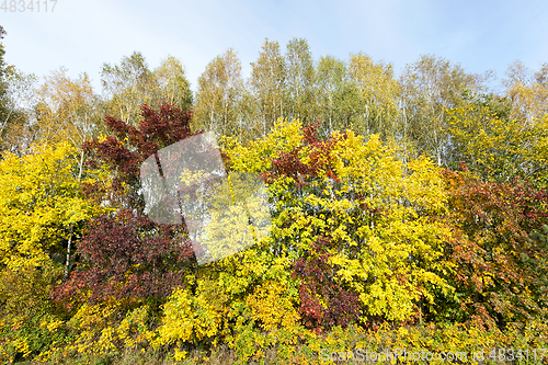 Image of yellowed maple trees in the fall