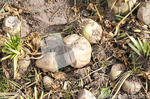 Image of Sugar beet, close-up