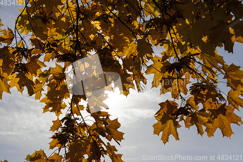 Image of yellowed maple trees in autumn