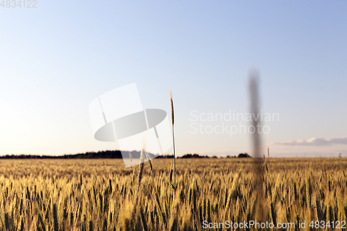 Image of agricultural field, cereals